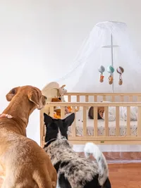 Maternity & Newborn Photography with Pets