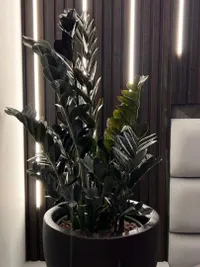 Indoor Plantscaping & Styling