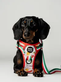 Commercial Pet Product Photography