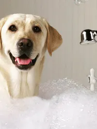 Pet Grooming