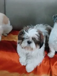 Dog Boarding & Daycare