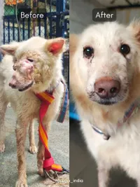 Emergency Animal Rescue & Treatment