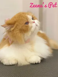 Cat Grooming & Spa