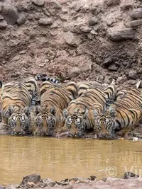 Wildlife Photography Prints & Licensing