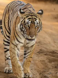Wildlife Photography Tours