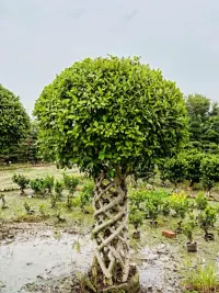 Landscaping & Gardening Services