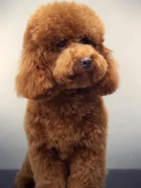 Pet Spa & Creative Styling
