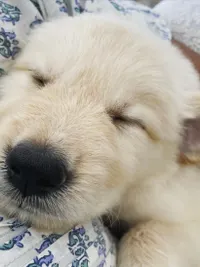 Dog Daycare