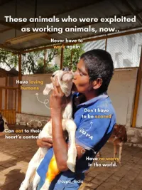 Large Animal Sanctuary & Rehabilitation