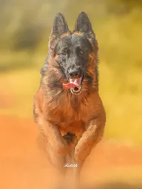 Pet Photography