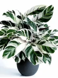 Online Plant Sales & Delivery