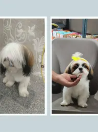 Pet Grooming