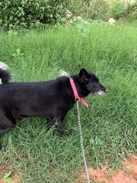 Dog Boarding (Homestay)