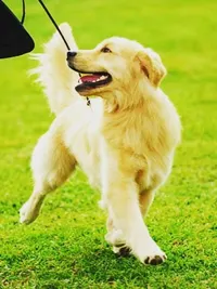 Dog Walking & Training