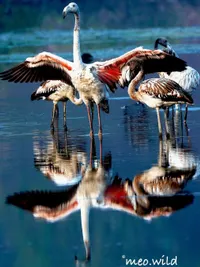 Bird Photography