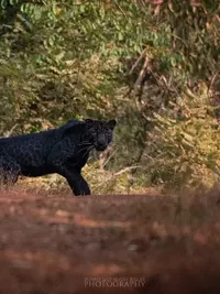 Wildlife & Bird Photography