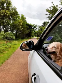 Pet Transportation