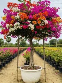 Garden Center & Plant Nursery