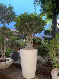 Plant & Gardening Supplies Retail