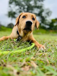 Dog Adoption Services