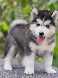 Dog Breeding & Sales