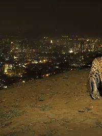 Conservation Storytelling & Visual Advocacy