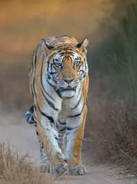 Fine Art Wildlife Prints & Image Licensing