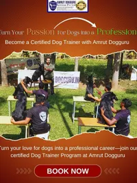 Professional Dog Trainer Certification