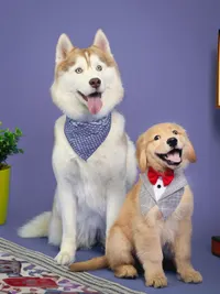 Commercial Pet Photography