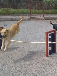 Dog Training