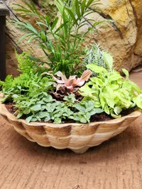 Custom Plant Arrangements