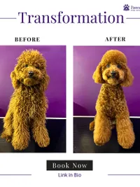 Pet Grooming & Spa