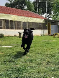 Pet Boarding