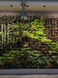 Specialty Garden & Plant Installations