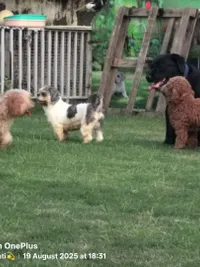 Pet Boarding & Daycare