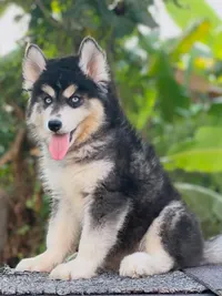 Dog Stud Services
