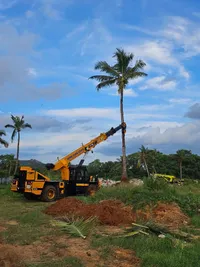 Mature Tree Transplantation