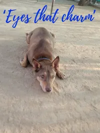 Dog Adoption Services