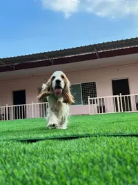 Pet Boarding