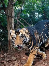Commercial & Fine Art Wildlife Photography