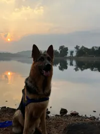 Pet Photography