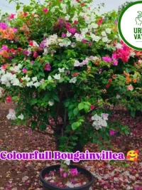 Plants for Home, Garden & Landscaping