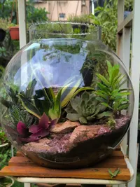 Plant Arrangements and Gifting