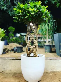 Planters and Pots