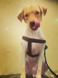 Pet Grooming