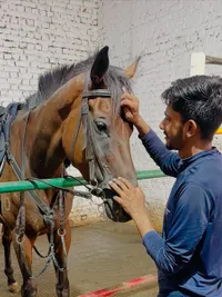 Therapeutic Riding Sessions