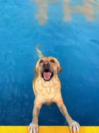 Dog Training & Activities