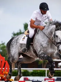 Sport Horse Breeding & Sales