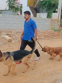 Dog & Cat Training