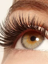 Lash & Brow Services